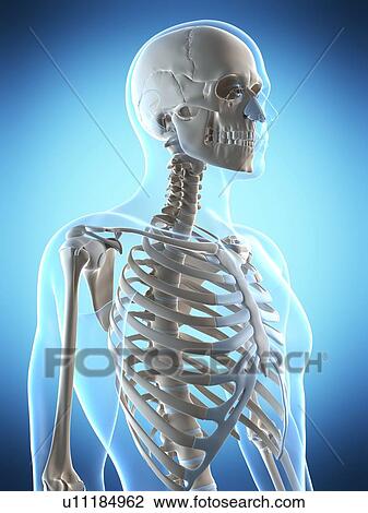 Human skeletal system, computer artwork. View Large Photo Image Stock Image - Human skeletal system, computer artwork.. Fotosearch