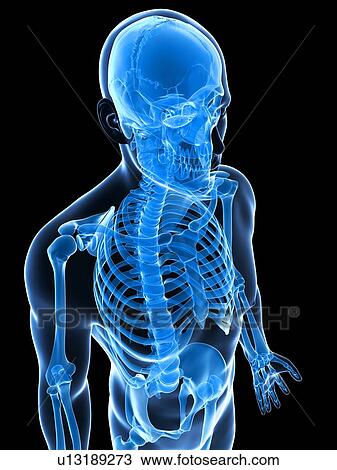 Human skeletal system, computer artwork. View Large Photo Image Stock Image - Human skeletal system, computer artwork.. Fotosearch