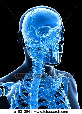 Human skeletal system, computer artwork. View Large Photo Image Stock Image - Human skeletal system, computer artwork.. Fotosearch