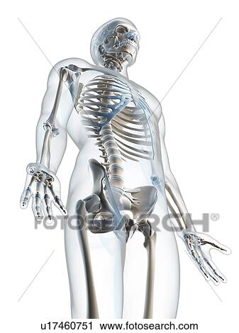 Stock Image - Human skeletal system, computer artwork.. Fotosearch