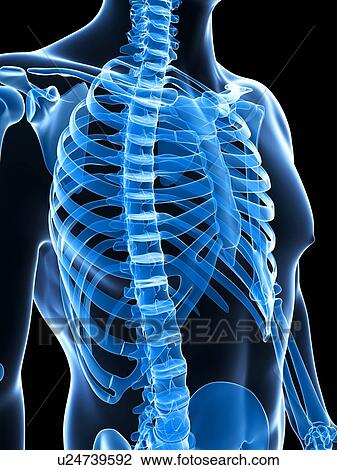 Stock Image - Human skeletal system, computer artwork.. Fotosearch