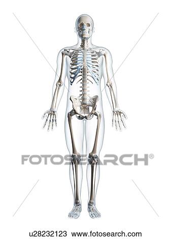 Human skeletal system, computer artwork. View Large Photo Image Stock Image - Human skeletal system, computer artwork.. Fotosearch