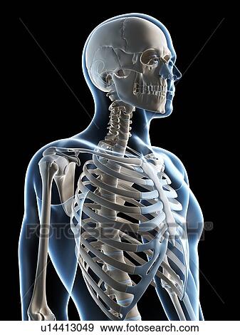 Stock Photo - Human skeletal system, computer artwork.. Fotosearch