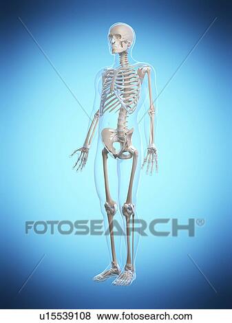 Stock Photo - Human skeletal system, computer artwork.. Fotosearch