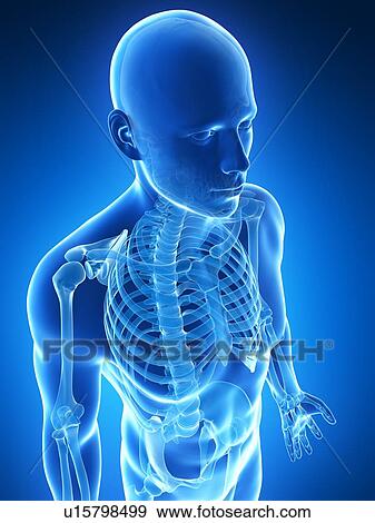 Human skeletal system, computer artwork. View Large Photo Image Stock Photo - Human skeletal system, computer artwork.. Fotosearch