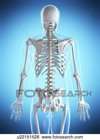 Stock Photo - Human skeletal system, computer artwork.. Fotosearch