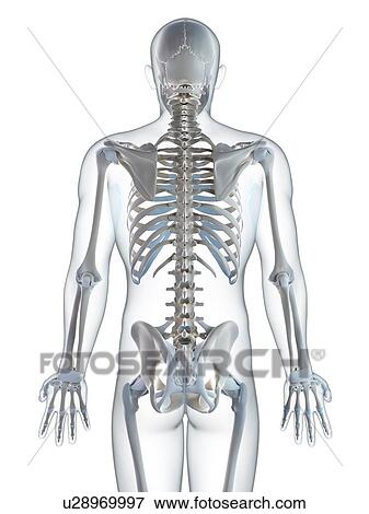 Stock Photo - Human skeletal system, computer artwork.. Fotosearch