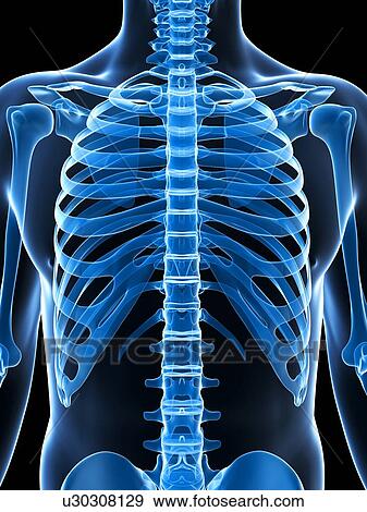 Human skeletal system, computer artwork. View Large Photo Image Stock Photo - Human skeletal system, computer artwork.. Fotosearch