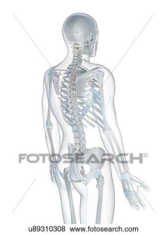 Stock Photo - Human skeletal system, computer artwork.. Fotosearch