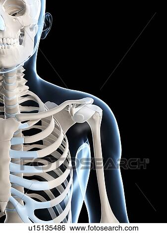 Stock Photograph - Human skeletal system, computer artwork.. Fotosearch
