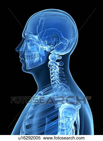 Human skeletal system, computer artwork. View Large Photo Image Stock Photography - Human skeletal system, computer artwork.. Fotosearch