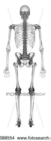 Picture - Human skeletal system, computer illustration.. Fotosearch