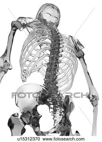 Human skeletal system, computer illustration. View Large Photo Image Stock Image - Human skeletal system, computer illustration.. Fotosearch