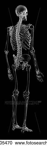 Stock Image - Human skeletal system, computer illustration.. Fotosearch