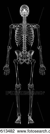 Stock Image - Human skeletal system, computer illustration.. Fotosearch