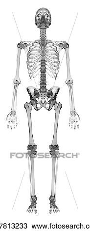 Stock Image - Human skeletal system, computer illustration.. Fotosearch
