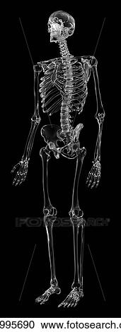 Human skeletal system, computer illustration. View Large Photo Image Stock Image - Human skeletal system, computer illustration.. Fotosearch