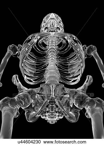 Stock Image - Human skeletal system, computer illustration.. Fotosearch