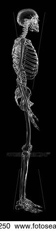 Human skeletal system, computer illustration. View Large Photo Image Stock Image - Human skeletal system, computer illustration.. Fotosearch