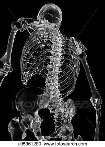 Stock Image - Human skeletal system, computer illustration.. Fotosearch