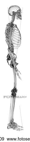 Human skeletal system, computer illustration. View Large Photo Image Stock Photo - Human skeletal system, computer illustration.. Fotosearch