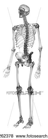 Stock Photo - Human skeletal system, computer illustration.. Fotosearch