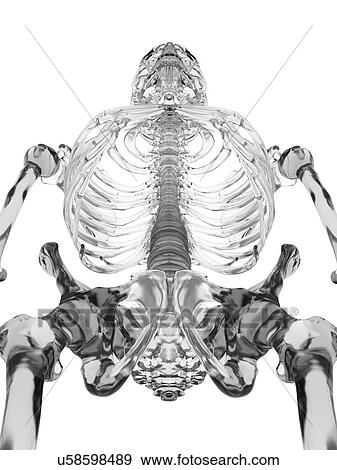 Stock Photo - Human skeletal system, computer illustration.. Fotosearch