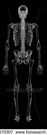 Stock Photo - Human skeletal system, computer illustration.. Fotosearch