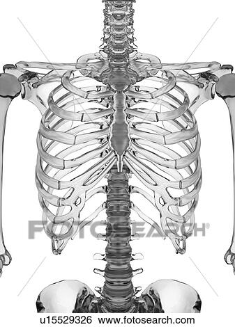 Human skeletal system, computer illustration. View Large Photo Image Stock Photograph - Human skeletal system, computer illustration.. Fotosearch