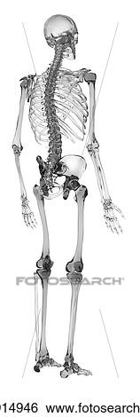 Stock Photograph - Human skeletal system, computer illustration.. Fotosearch