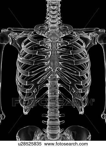 Stock Photography - Human skeletal system, computer illustration.. Fotosearch