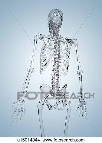 Human skeleton rendered in glass, computer artwork. View Large Photo Image Picture - Human skeleton rendered in glass, computer artwork.. Fotosearch