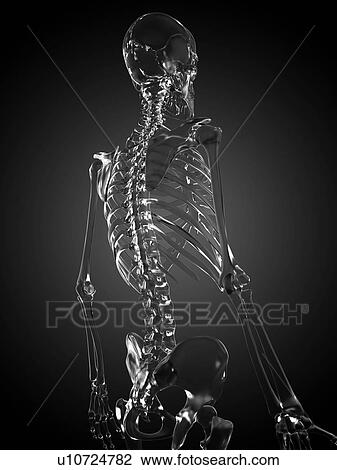 Human skeleton rendered in glass, computer artwork. View Large Photo Image Stock Image - Human skeleton rendered in glass, computer artwork.. Fotosearch