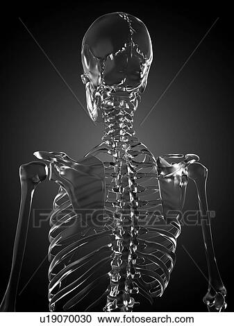 Stock Image - Human skeleton rendered in glass, computer artwork.. Fotosearch
