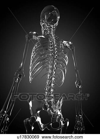 Human skeleton rendered in glass, computer artwork. View Large Photo Image Stock Photo - Human skeleton rendered in glass, computer artwork.. Fotosearch