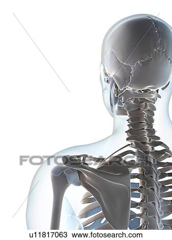 Stock Image - Human skull and neck, computer artwork.. Fotosearch
