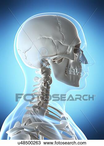 Stock Image - Human skull and neck, computer artwork.. Fotosearch