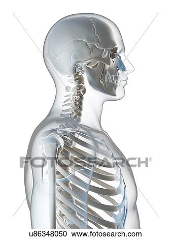 Human skull and neck, computer artwork. View Large Photo Image Stock Image - Human skull and neck, computer artwork.. Fotosearch