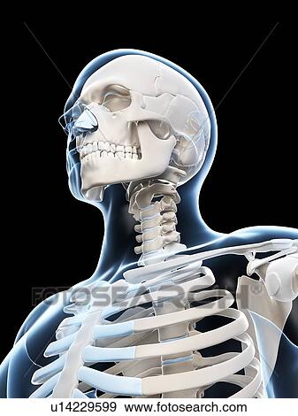 Human skull and neck, computer artwork. View Large Photo Image Stock Photo - Human skull and neck, computer artwork.. Fotosearch