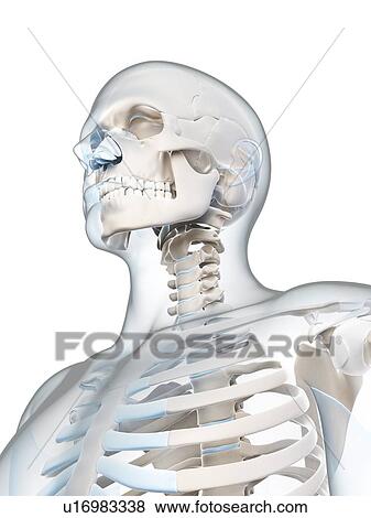 Human skull and neck, computer artwork. View Large Photo Image Stock Photo - Human skull and neck, computer artwork.. Fotosearch