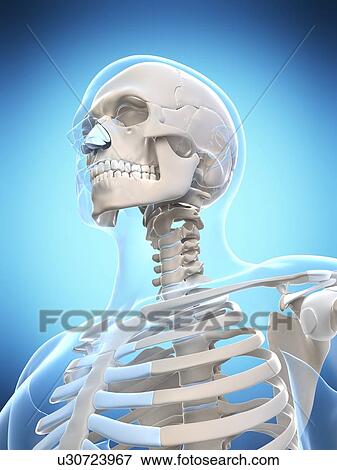 Stock Photo - Human skull and ribcage, computer artwork.. Fotosearch