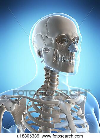 Stock Photograph - Human skull and ribcage, computer artwork.. Fotosearch