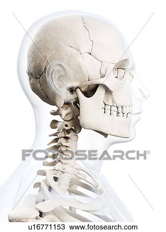 Stock Image - Human skull, computer artwork.. Fotosearch