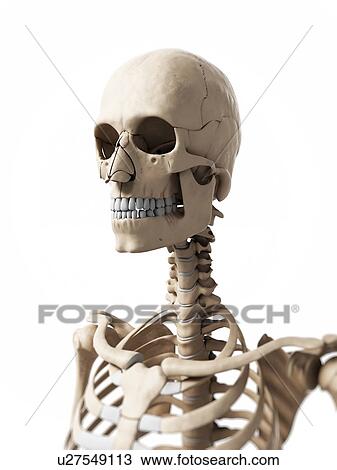 Human skull, computer artwork. View Large Photo Image Stock Image - Human skull, computer artwork.. Fotosearch