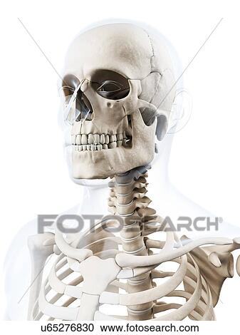 Stock Image - Human skull, computer artwork.. Fotosearch