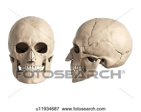 Human skull, computer artwork. View Large Photo Image Stock Photo - Human skull, computer artwork.. Fotosearch