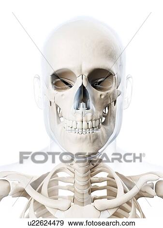 Human skull, computer artwork. View Large Photo Image Stock Photo - Human skull, computer artwork.. Fotosearch