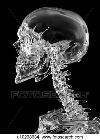 Picture - Human skull, computer illustration.. Fotosearch