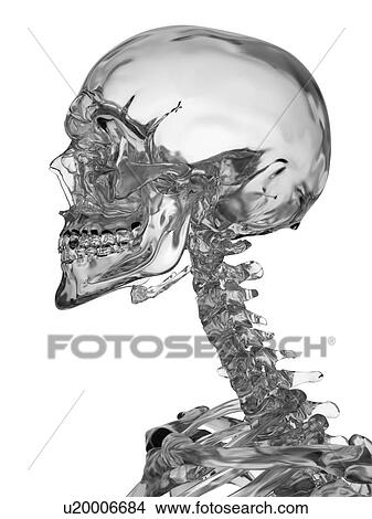 Human skull, computer illustration. View Large Photo Image Picture - Human skull, computer illustration.. Fotosearch