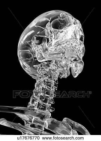 Stock Image - Human skull, computer illustration.. Fotosearch